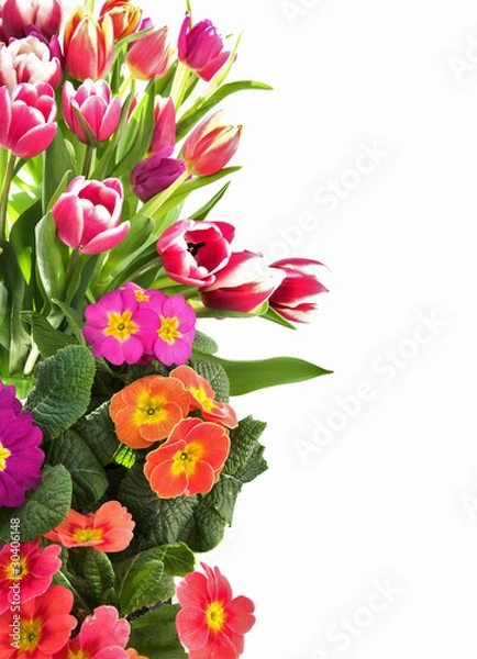 Fototapeta Цветы