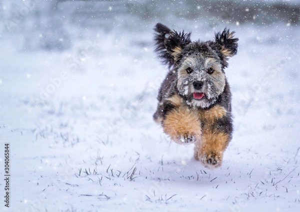 Fototapeta Ein Löwchen im Winter