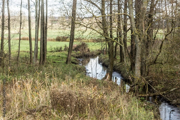 Fototapeta Late autumn. A small stream flows among the fields. Trees and bushes along the banks. Bulrush in the foreground. Podlasie, Poland.