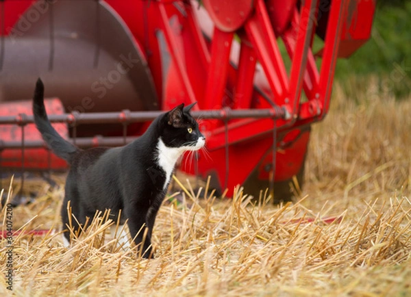 Fototapeta vorm Mähdrescher