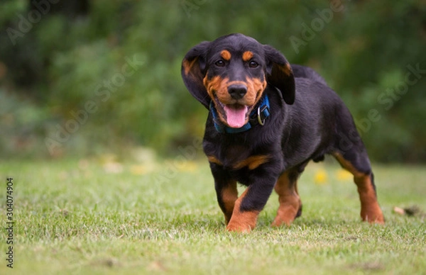 Fototapeta Alpenländische Dachsbracke