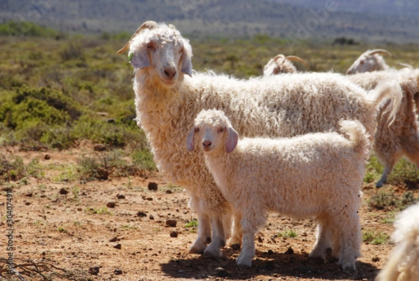 Obraz Angora goats