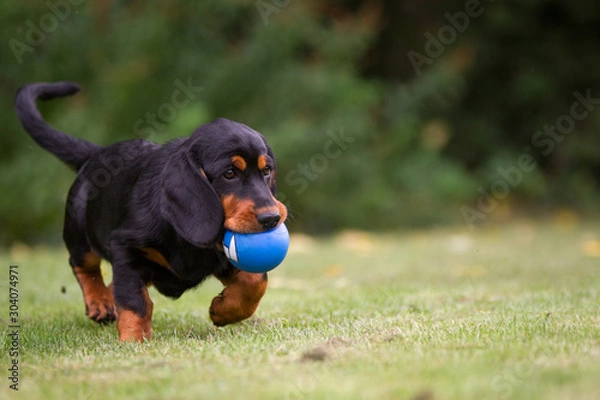Fototapeta Alpenländische Dachsbracke als Welpe