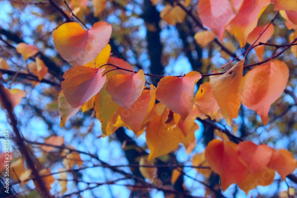 Fototapeta Blurred image of coloful leaves. Abstract nature background. Cropped sot of a tree, blurry background.