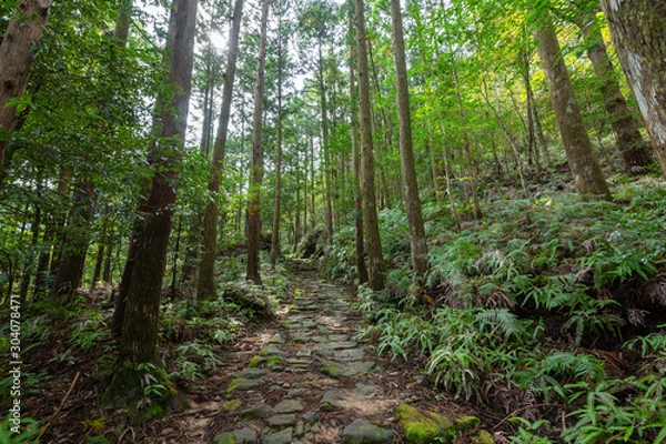 Fototapeta 熊野古道・大雲取越