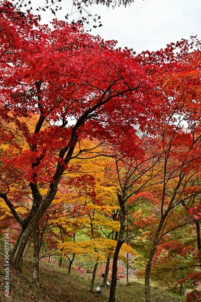 Fototapeta 	最上山公園（もみじ山）の紅葉