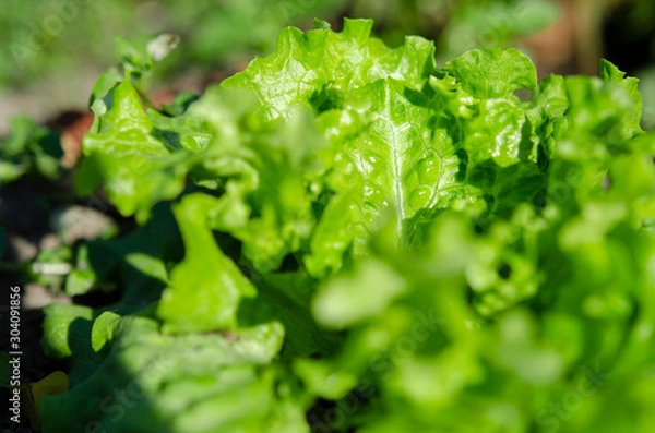 Fototapeta The bush of fresh green salad grows on an open-air bed in the sun