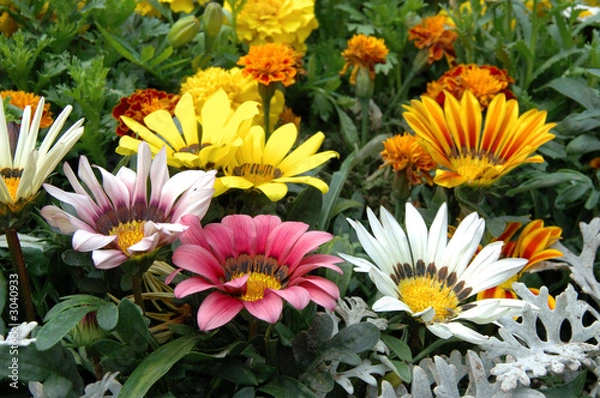 Obraz mixed color gazania