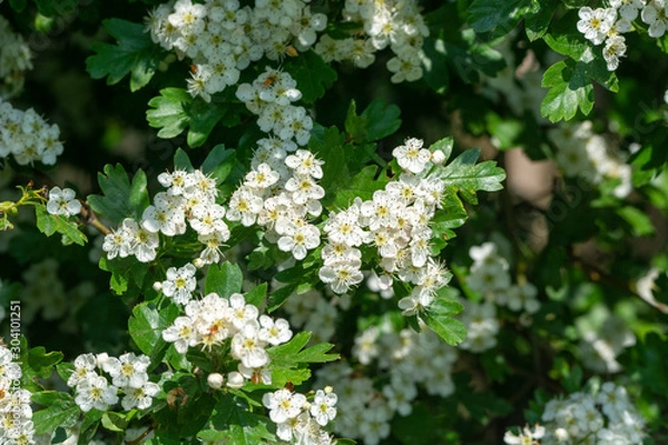 Obraz hawthorn flowers
