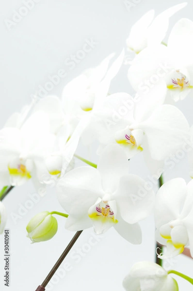 Obraz 胡蝶蘭のアップ