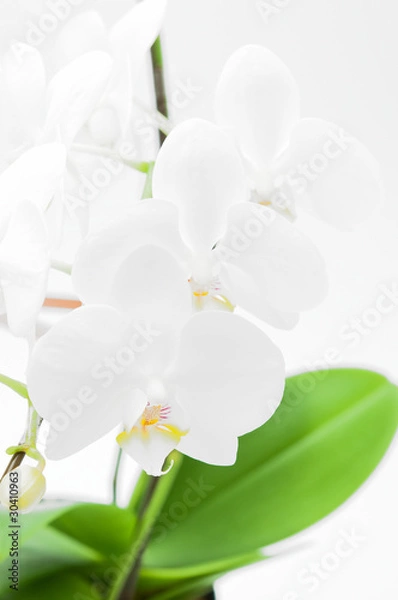 Obraz 並んだコチョウラン