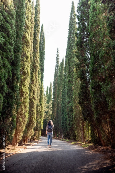 Obraz A magnificent perspective view of tall cedar (thuja) trees growing along a park road, with a caucasion female walking in the background. Selective focus on trees.
