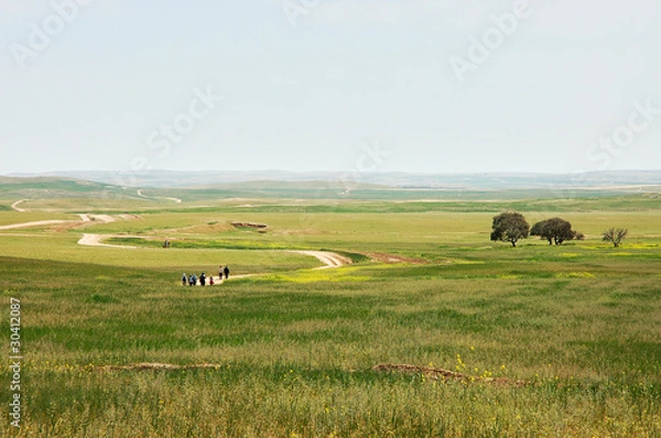 Obraz Road and green field landscape.