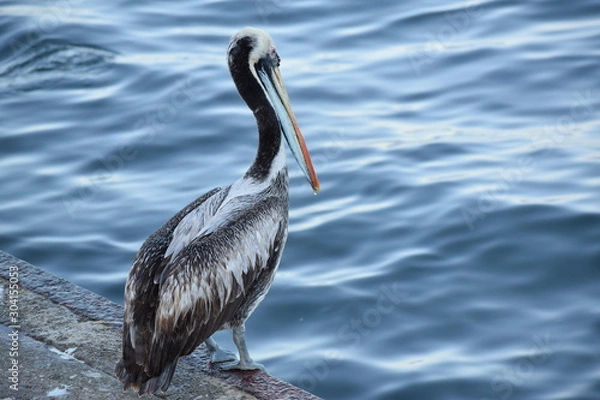 Fototapeta Pelican
