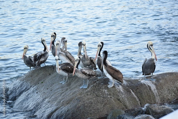 Fototapeta Pelicans 2