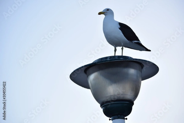 Fototapeta seagull