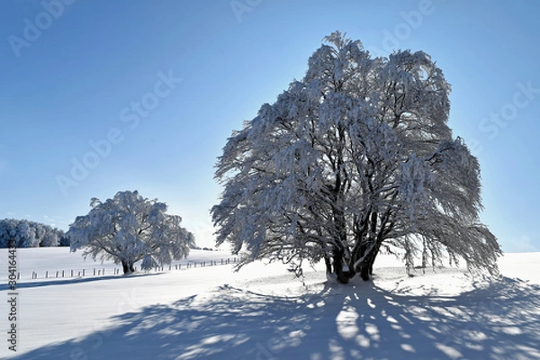 Fototapeta Aubrac - hiver