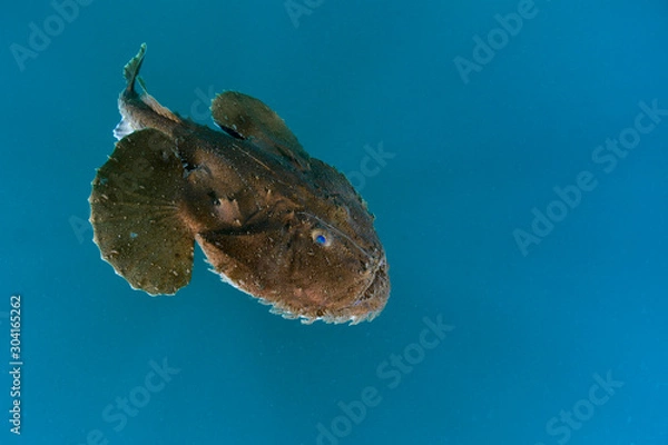 Obraz Frog Anglerfish