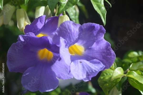 Fototapeta lilac flower