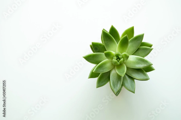 Fototapeta Top view at green succulent pot plant on white background. Minimalistic concept. Copy space.