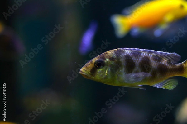 Fototapeta Yellow and blue fishes with shadow swimming side ways on dark background of ocean. Free copy space around fish