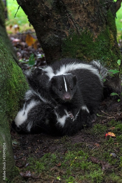 Fototapeta Striped Skunk (Mephitis mephitis) Holds Kits Down Summer