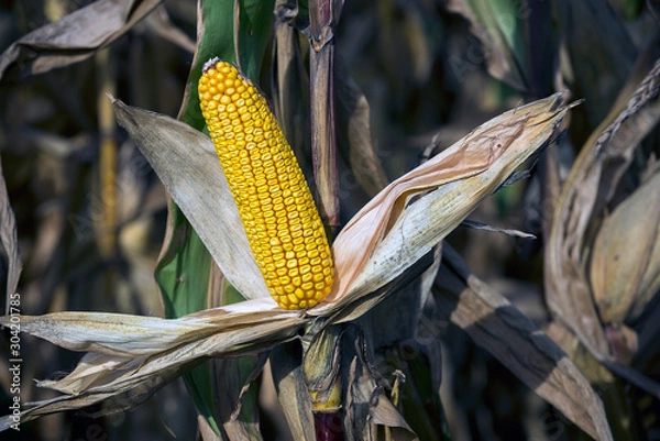 Fototapeta autumn is the time for harvest of hybrids of corn, mature cobs on the field
