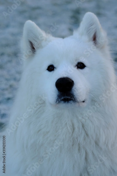 Obraz Samoyed dog staring