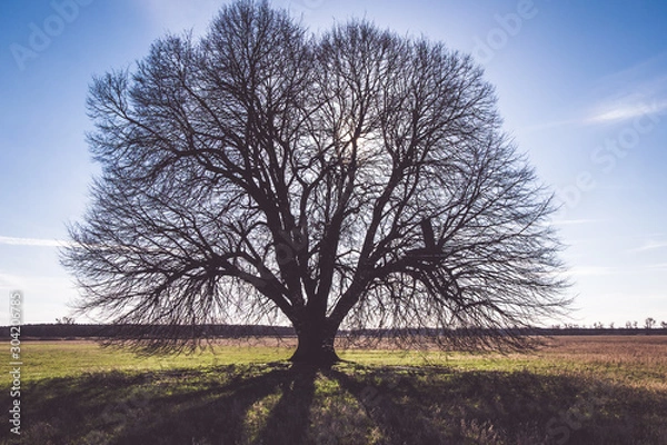 Obraz Alter Baum