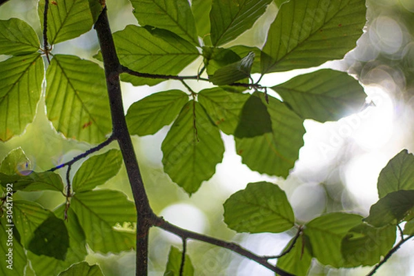 Obraz leafs from below