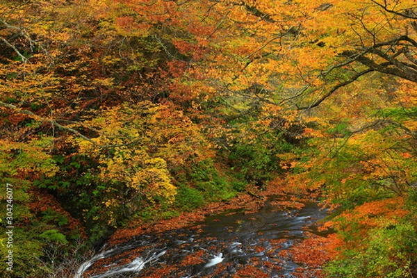 Fototapeta 秋の葛丸渓流　一の滝