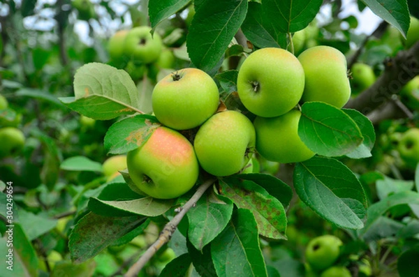 Obraz Branch with apples