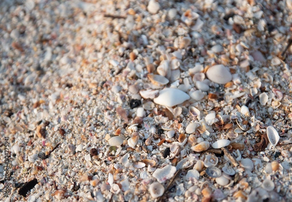 Obraz 해변의 조개 껍데기