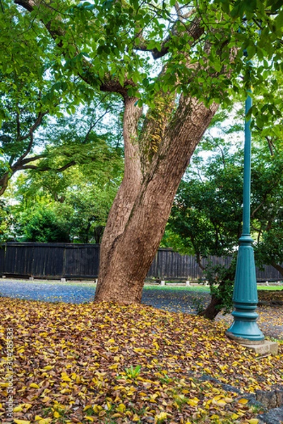 Fototapeta 落ち葉　紅葉　日本
