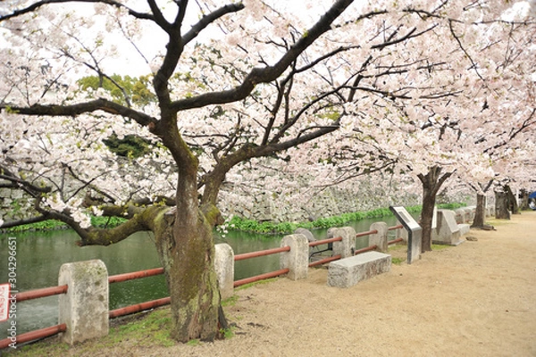 Fototapeta 大分城の桜