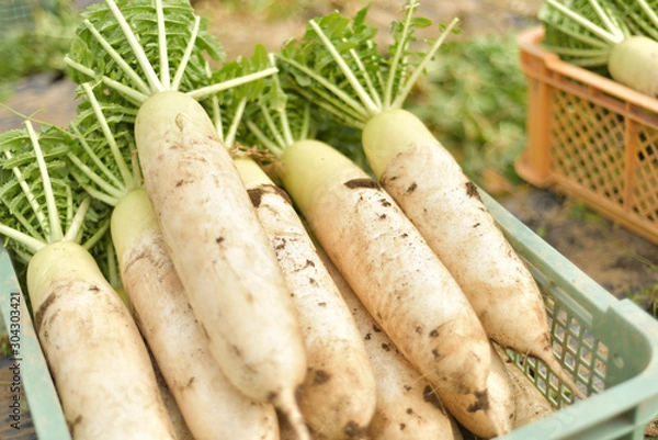 Obraz 大根の収穫