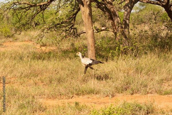 Fototapeta secretary bird in tsavo kenya