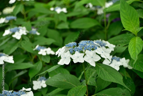 Fototapeta あじさい