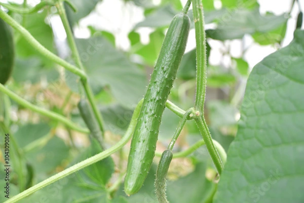 Fototapeta きゅうり