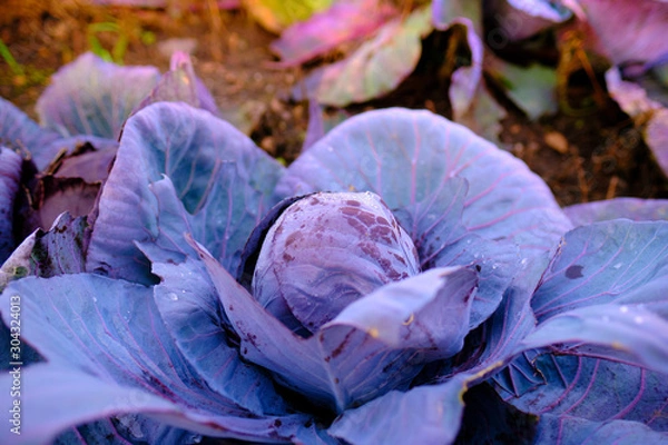 Fototapeta red cabbage plants in a non industrial, organic garden, in fron of a blurred nature background with colorful bokeh