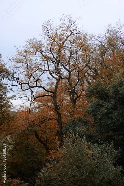 Fototapeta trees with autumn colors in the mountain in autumn season