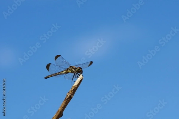 Fototapeta 羽を広げたトンボ