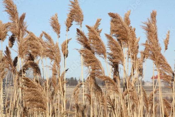 Fototapeta Phragmites australis