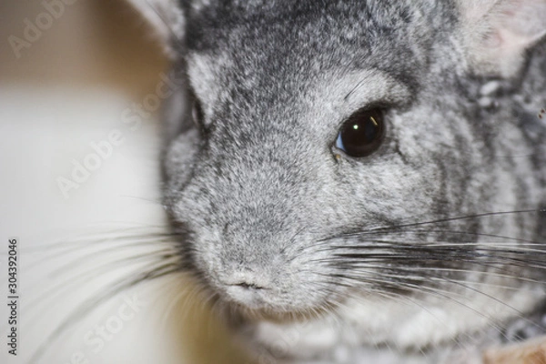 Obraz Шиншилла