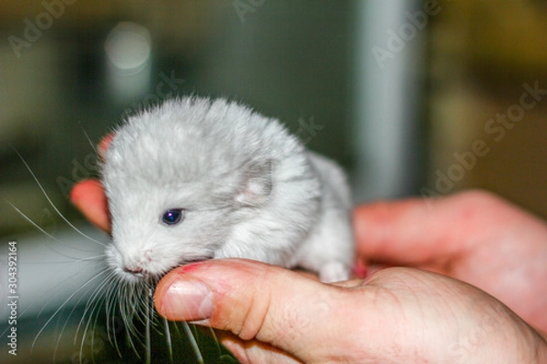 Obraz Шиншилла