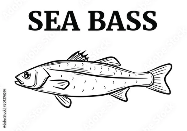 Obraz Set of the sea bass, vector illustration sketch style