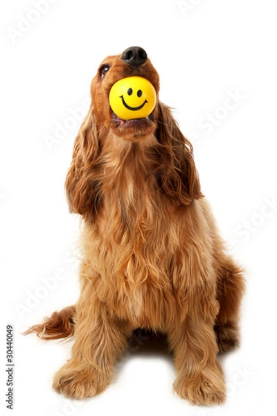 Obraz Smiley face dog