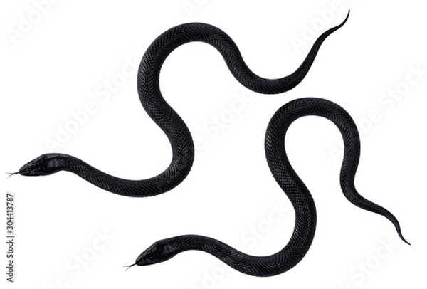 Obraz Black Snakes with Green Eyes isolated on White Background. 3D illustration
