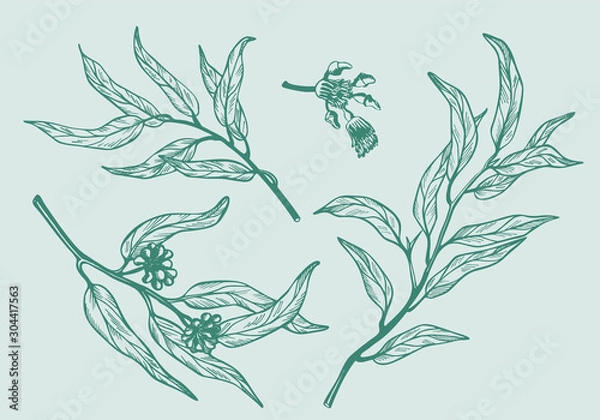 Fototapeta Set of eucalyptus branches on white background. Hand drawn botanical illustration with green contour lines in vector. Monochrome floral elements fot textile and wallpaper.