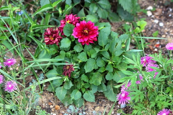 Fototapeta Dahlia bushy tuberous herbaceous perennial plant with large fully open dark red flowers containing multiple layers of fresh and shriveled petals with dark green leaves growing in form of small bush su
